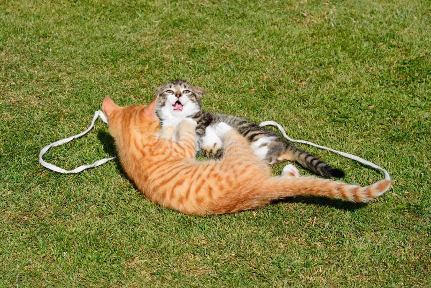 Nine week old grey tabby and twelve week old ginger kittens playing in the garden, UK.