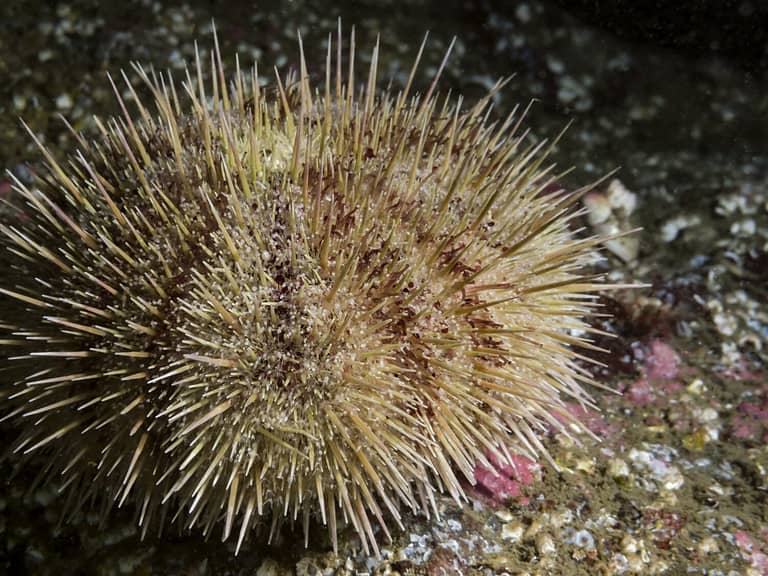 Green Sea Urchin (Strongylocentrotus droebachiensis) A close up of a Green Urchin photographed while scuba diving in British Columbia, Canada. Often harvested for uni (gonads) and shipped to Japan.