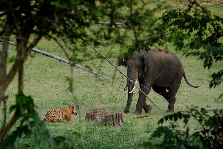 Tiger vs Elephant