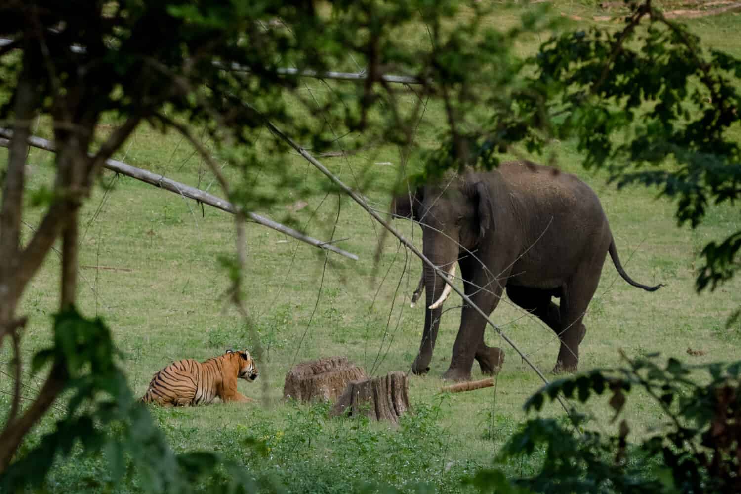 Watch a Gargantuan Elephant and Its Rider Outsmart a Charging Tiger - A ...