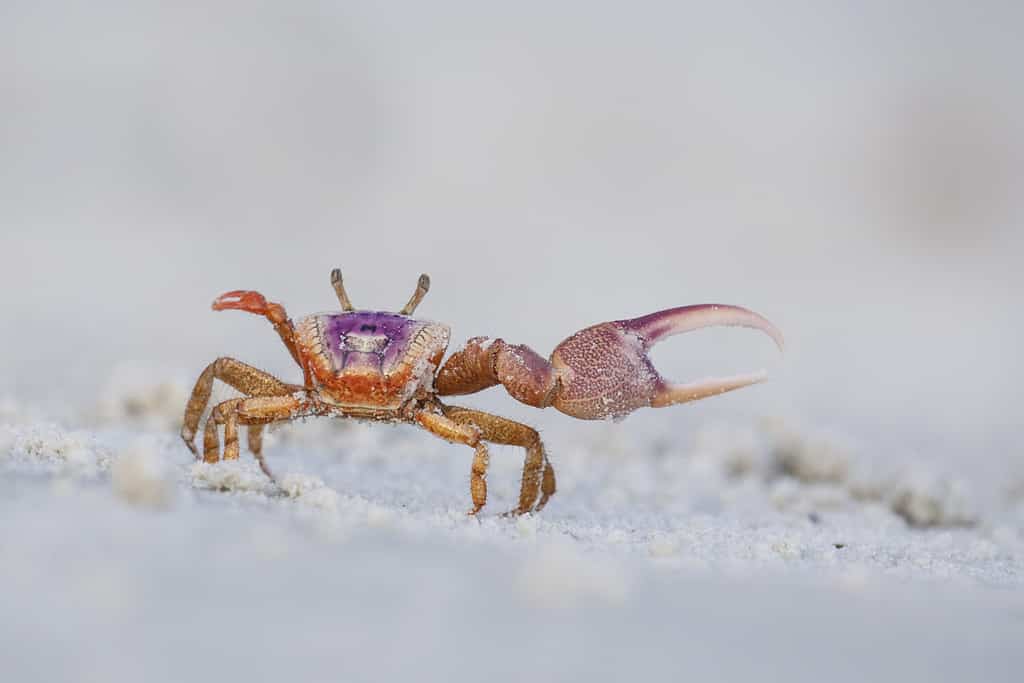 Sand Fiddler Crab - Uca pugilator