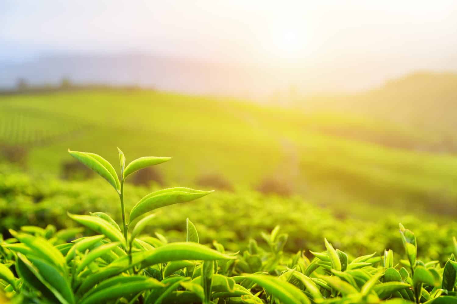 Closeup view of beautiful young upper fresh bright green tea leaves at tea plantation in rays of sunset.