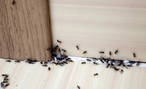 10 Natural and Effective Ways to Get Rid of Ants Inside Your Home Picture