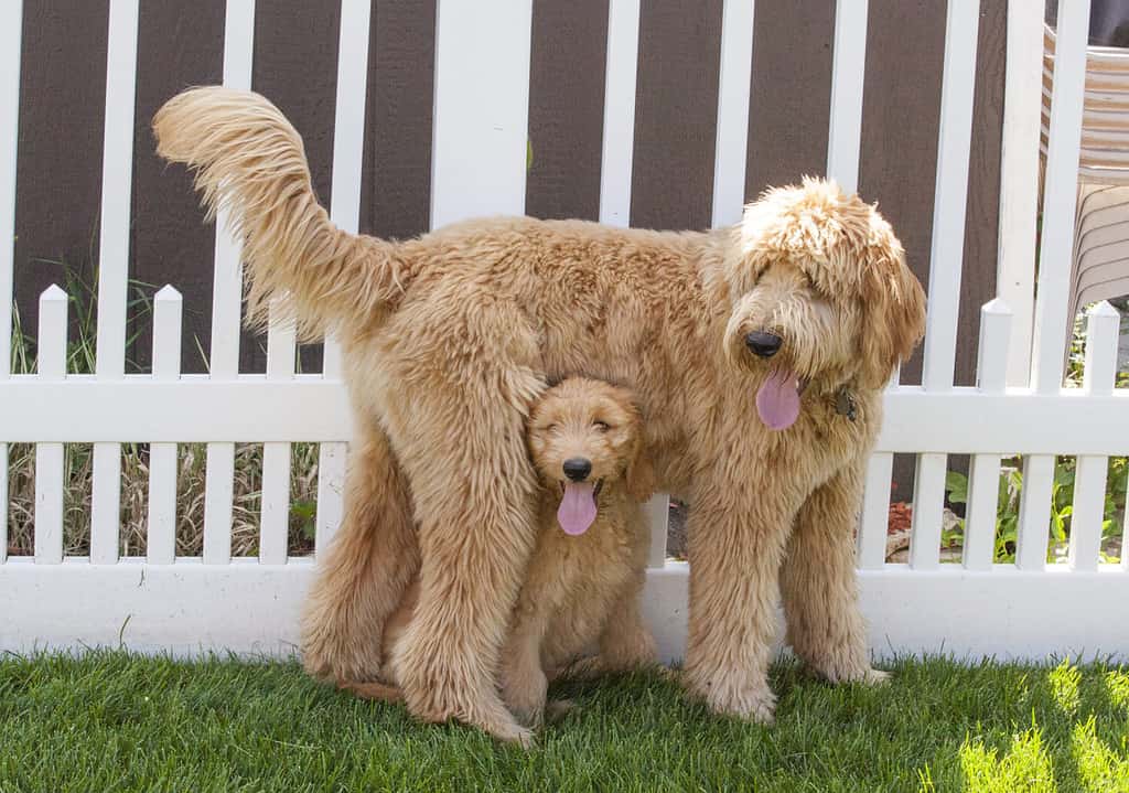 A small Goldendoodle Puppy (Woody) sits upright underneath a standing larger Goldendoodle Puppy (Toby) in a backyard