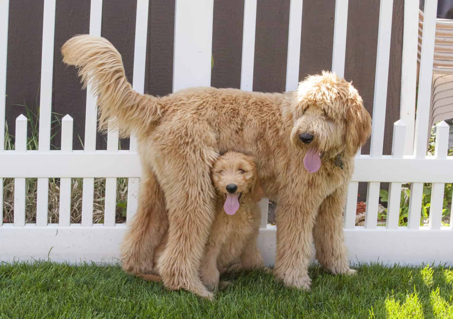 Goldendoodle Daily Schedule Plan By Age