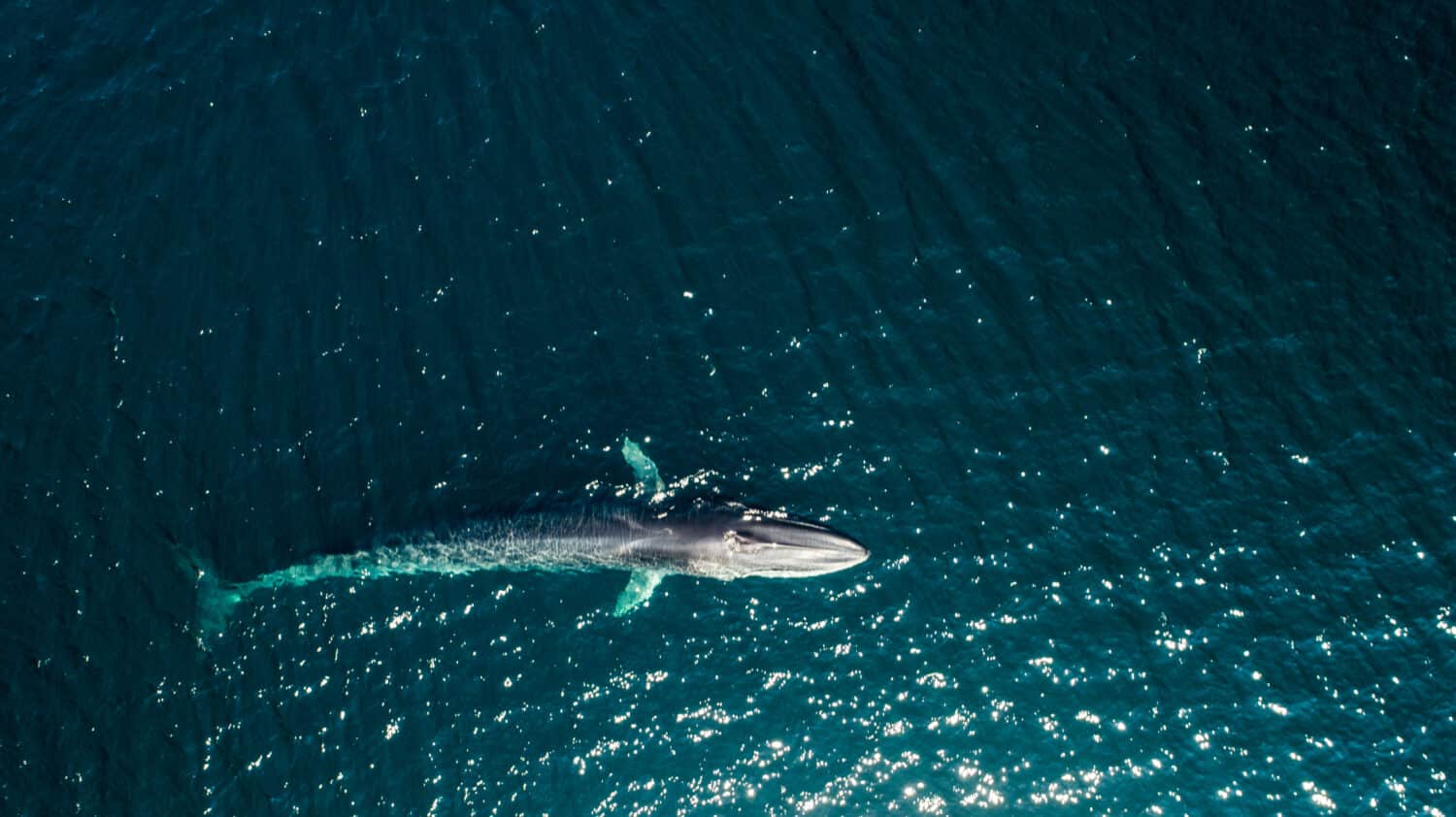 aerial of fin whale