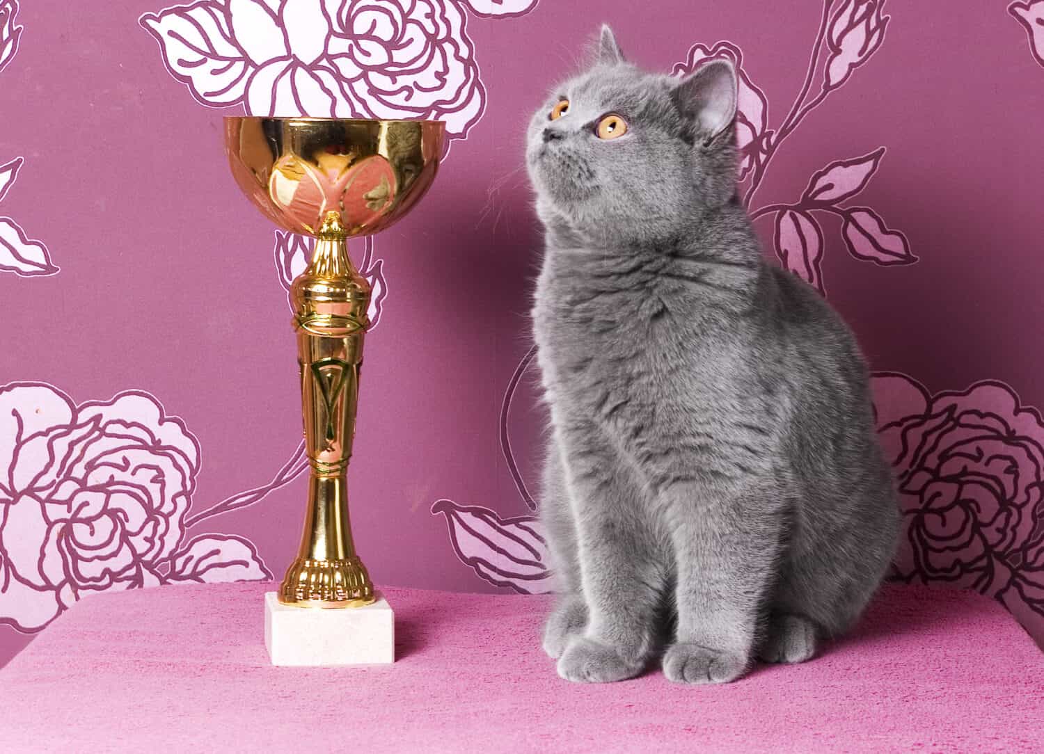 champion british shorthair kitten with a cup
