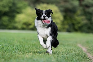 National Border Collie Day 2024: Date, Origin, and Ways to Celebrate Picture
