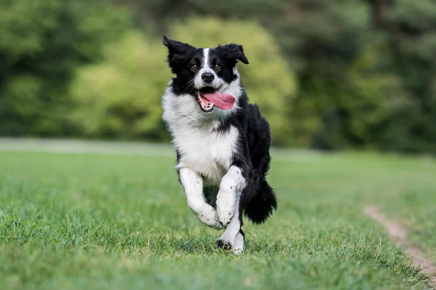 Smart black and white border collie running on the green grass playing fetch.