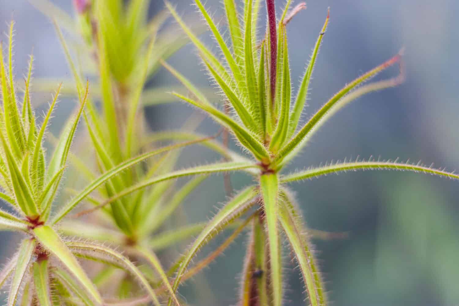 Roridula gorgonias, a protocarnivorous plant native to South Africa, Royal Botanic Gardens, Kew, Richmond, London, Surrey, England