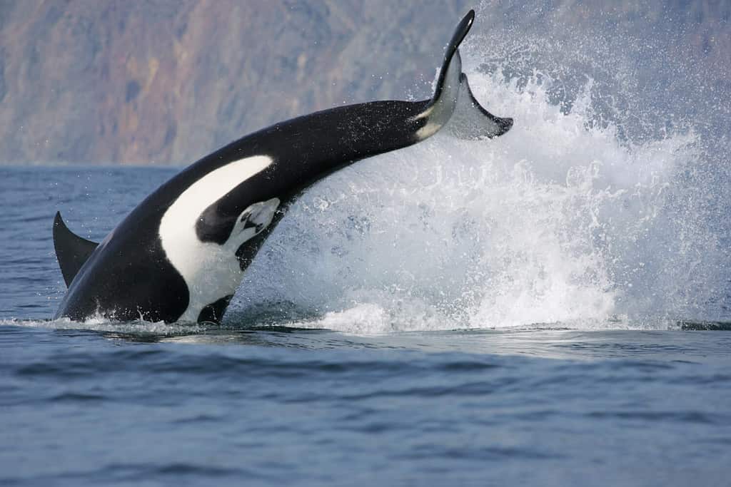dynamic jump of killer whale hunting fish