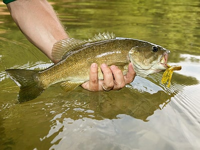 A The Largest Smallmouth Bass Ever Caught in Wisconsin Was as Heavy as a Bowling Ball