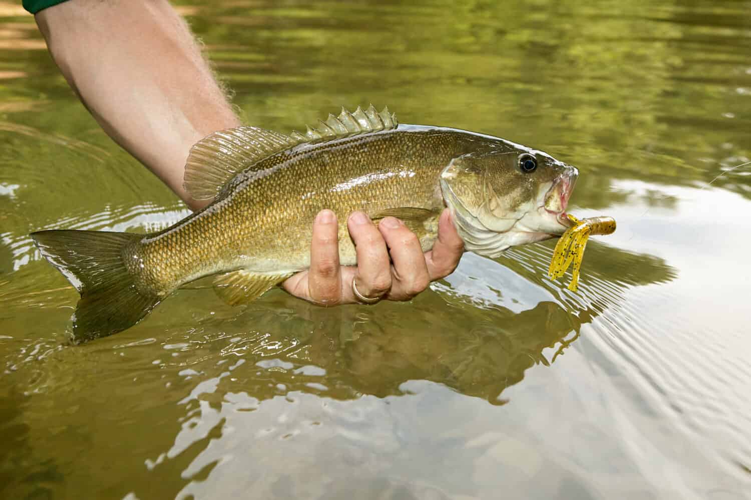 Close up on a freshly caught smallmouth bass ith a flure and hook in its mouth in the hand of a fisherman displaying it over the water in the river