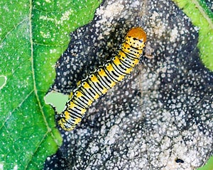 18 Caterpillars Found in Maine (10 Are Poisonous) Picture