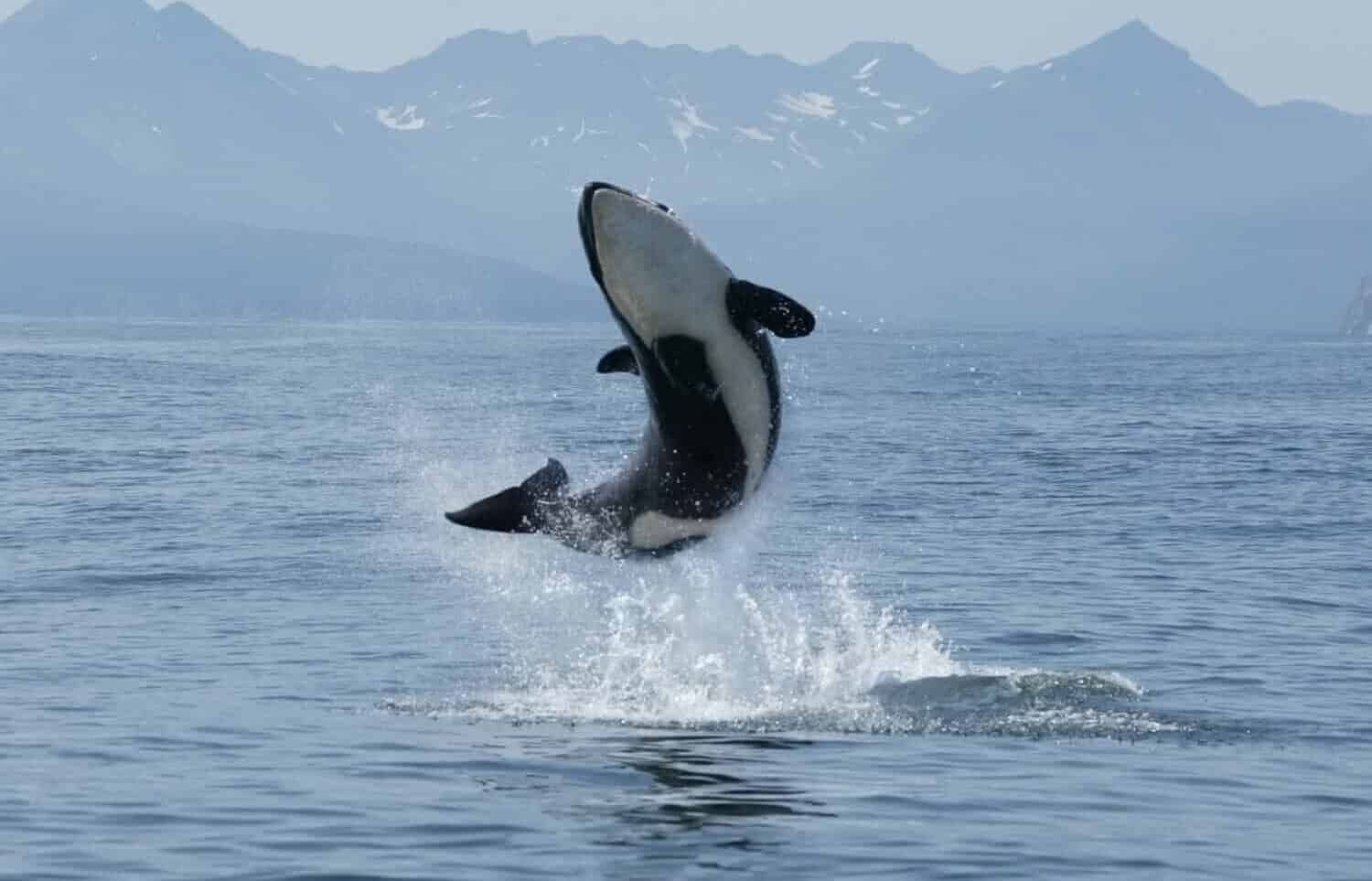 killer whale calf jumping out of the water