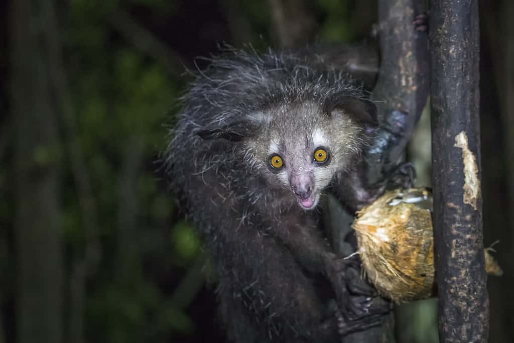 Aye-aye, nocturnal lemur of Madagascar