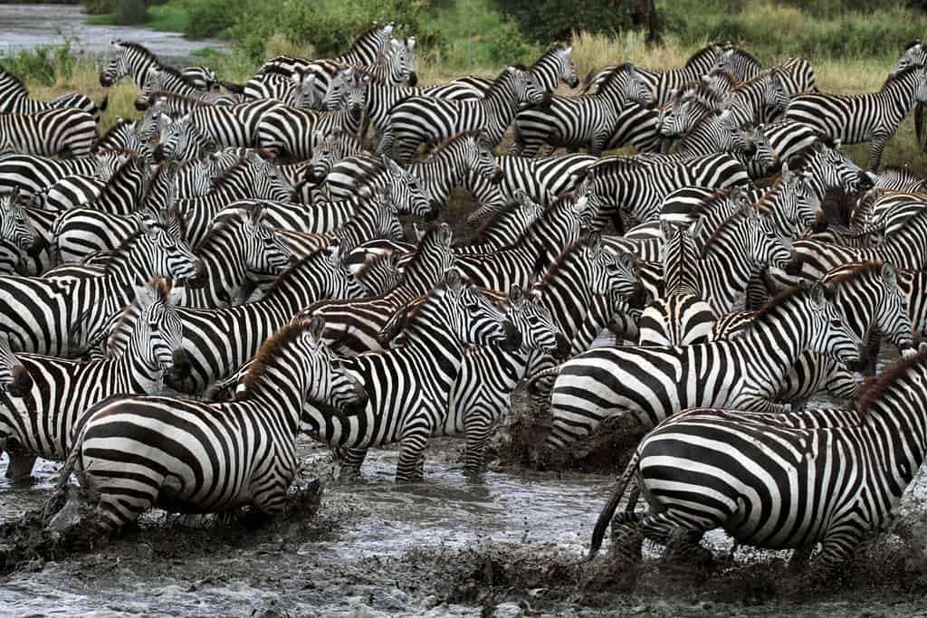 Spearhead of about 10,000 skittish zebras gathering to drink from crocodile-infested river, Serengeti, Tanzania, East Africa