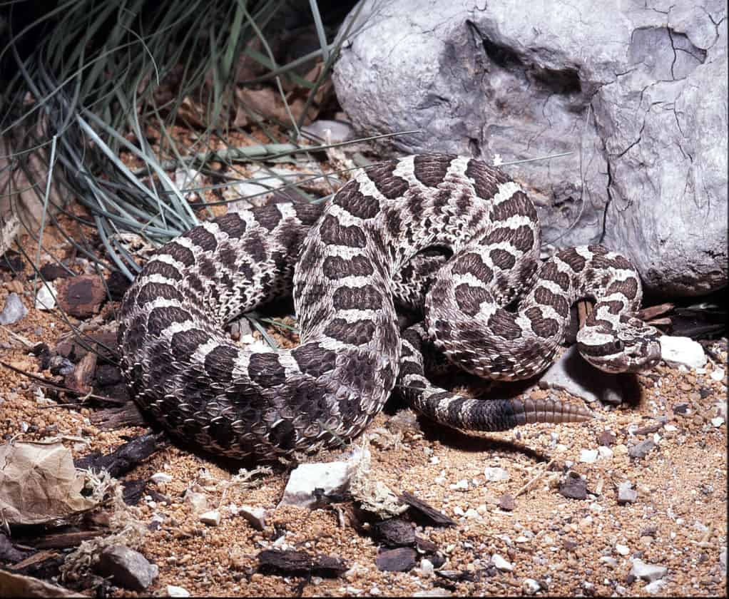 Eastern massasauga, Sistrurus catenatus tergeminus, a minor representative of the rattlesnake