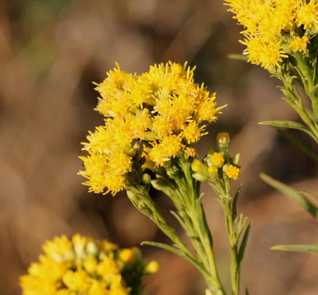 Western flat topped goldenrod, Western goldentop, Euthamia occidentalis, scrubby perennial of wetlands of Western United States with linear leaves and yellow flowerheads in clusters.