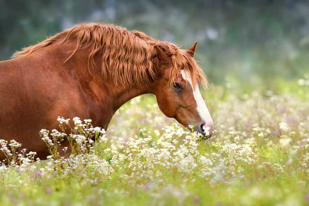 Big red draft horse portrait in flowers