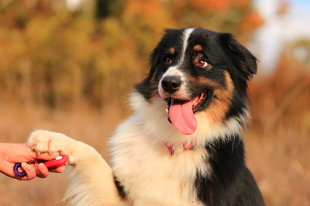 The Australian Shepherd Price Tag: How Much Does an Aussie Cost?