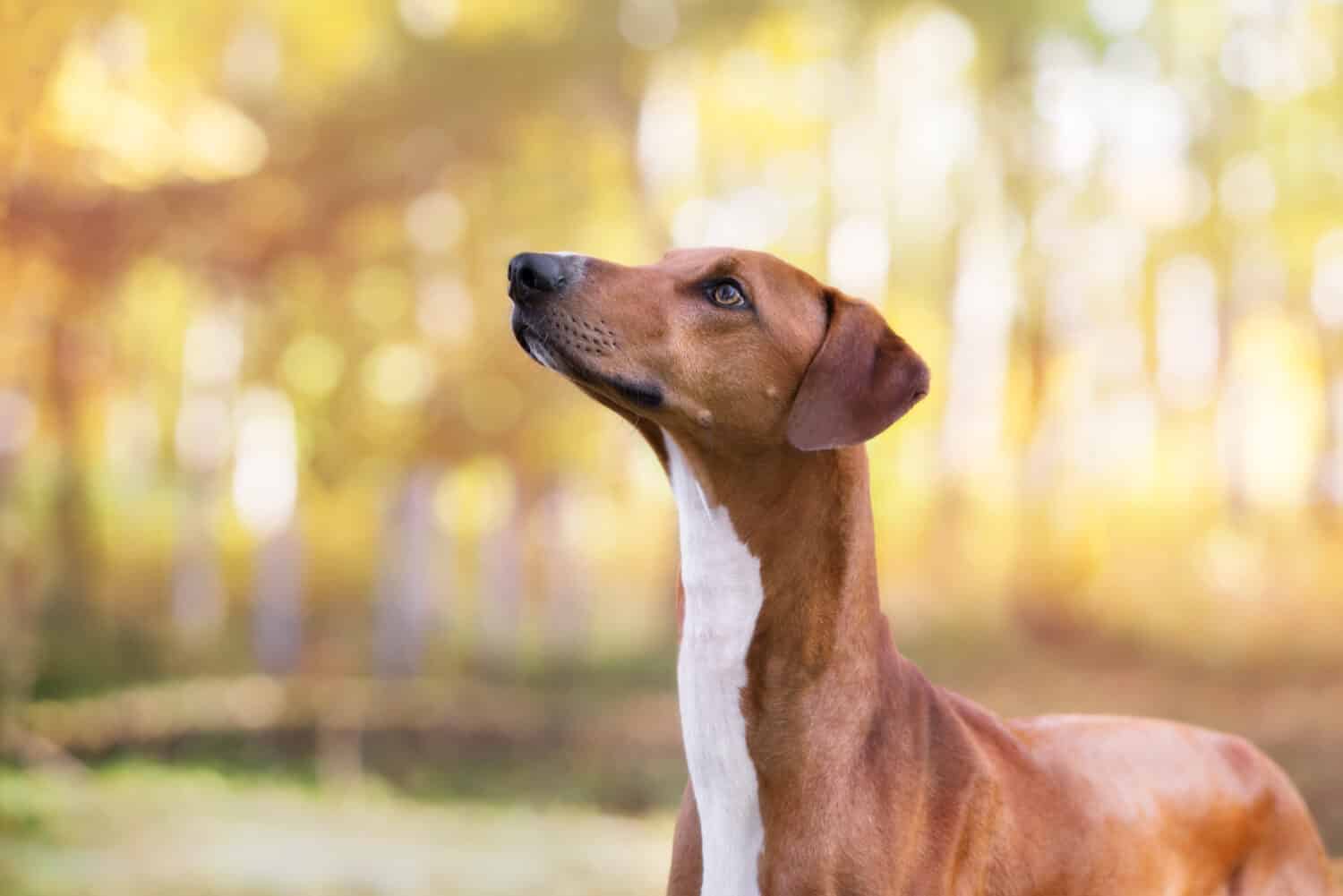 beautiful azawakh dog posing outdoors in autumn