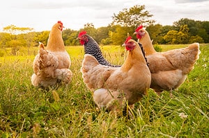 6 Steps to Take If Giving Diatomaceous Earth to Your Chickens Picture