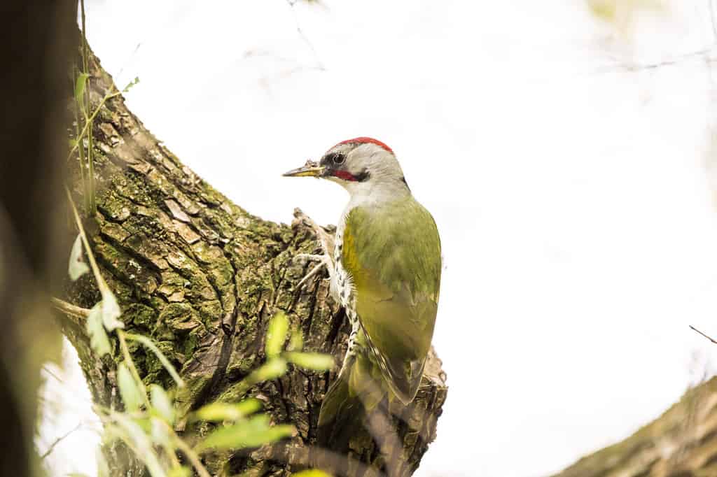 Japanese green woodpecker with bark tips pecking a tree trunk.
