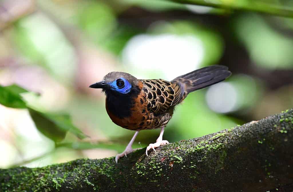 Beautiful and rare Ocellated Antbird perched on a tree branch in the Rain Forest of Panama