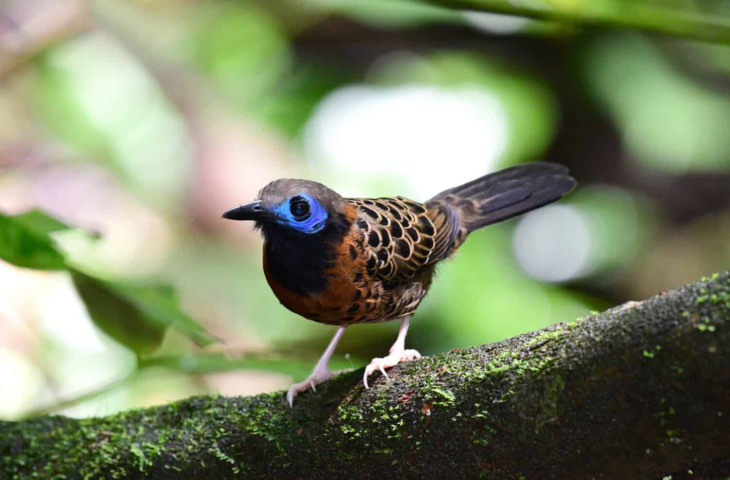 Beautiful and rare Ocellated Antbird perched on a tree branch in the Rain Forest of Panama