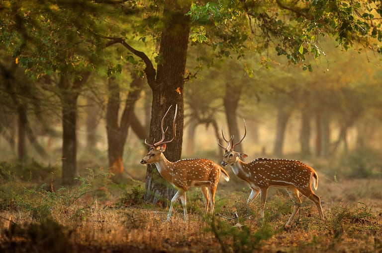 Chital or cheetal, Axis axis, spotted deers or axis deer in nature habitat. Bellow majestic powerful adult animals.