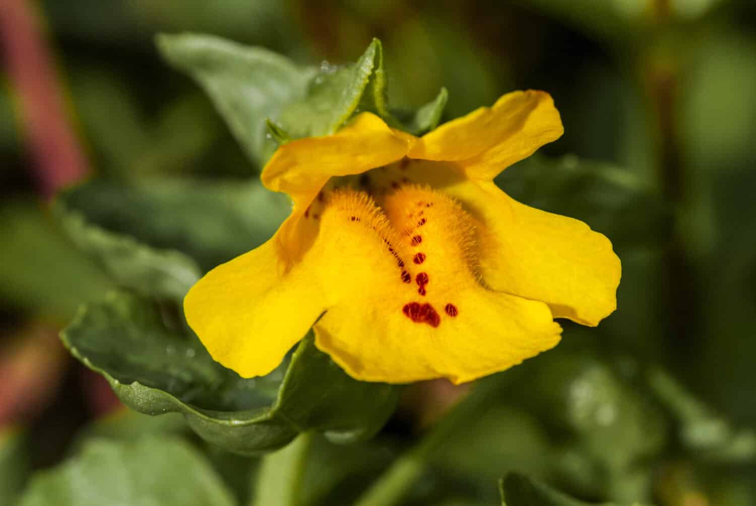 Yellow Monkey Flower (Mimulus guttatus) Chowiet Island, Semidi Islands, Alaska, USA