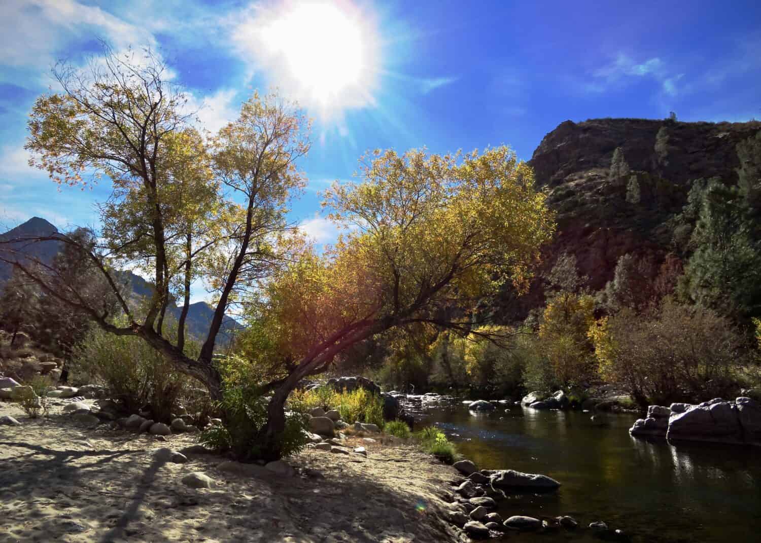 Kern river in Kernville California fall colors on leaves with the sun in the sky and a lens flare tree on beach