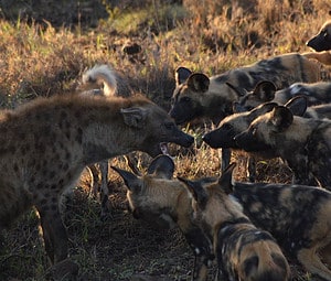 Fighting Hyena and Wild Dog to Flee From a Menacing Male Lion Picture