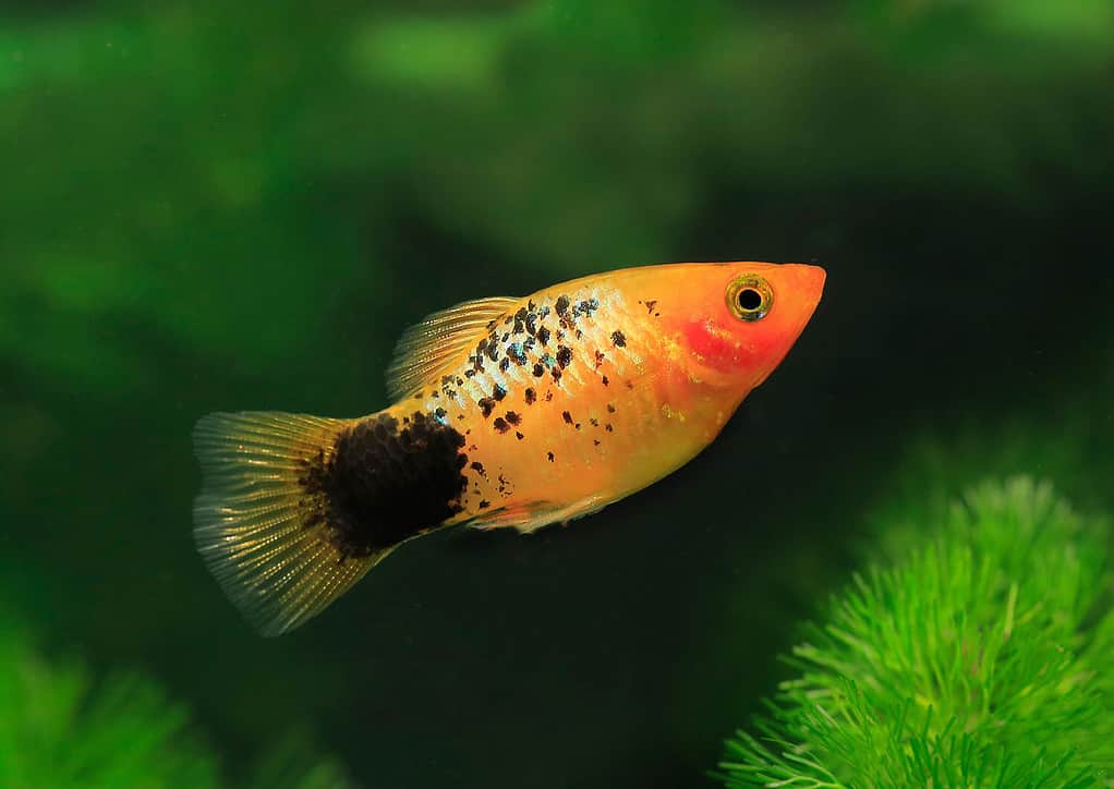 Southern platyfish, Xiphophorus maculatus