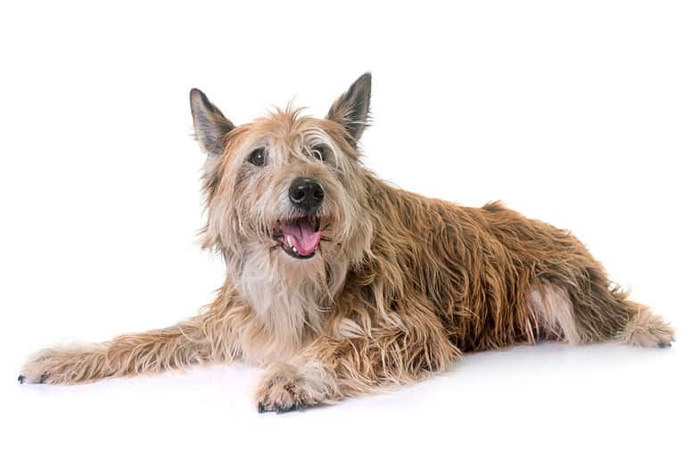 picardy shepherd in front of white background
