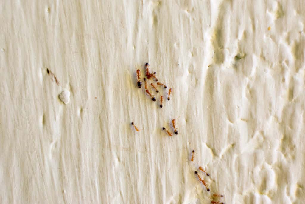 little fire ant group on wall of home indoor pest