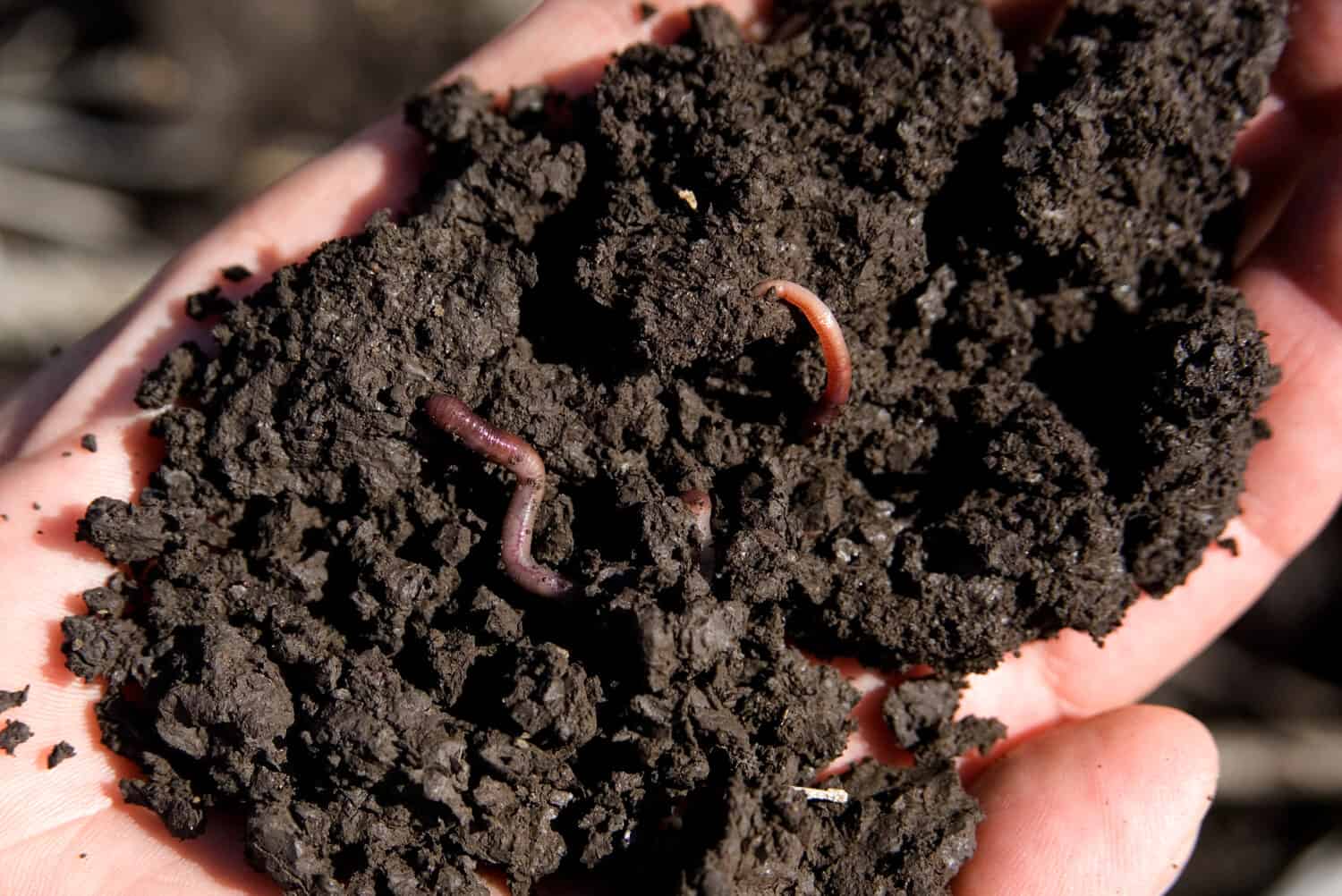 rich soil, healthy soil to plant crops showing worms.