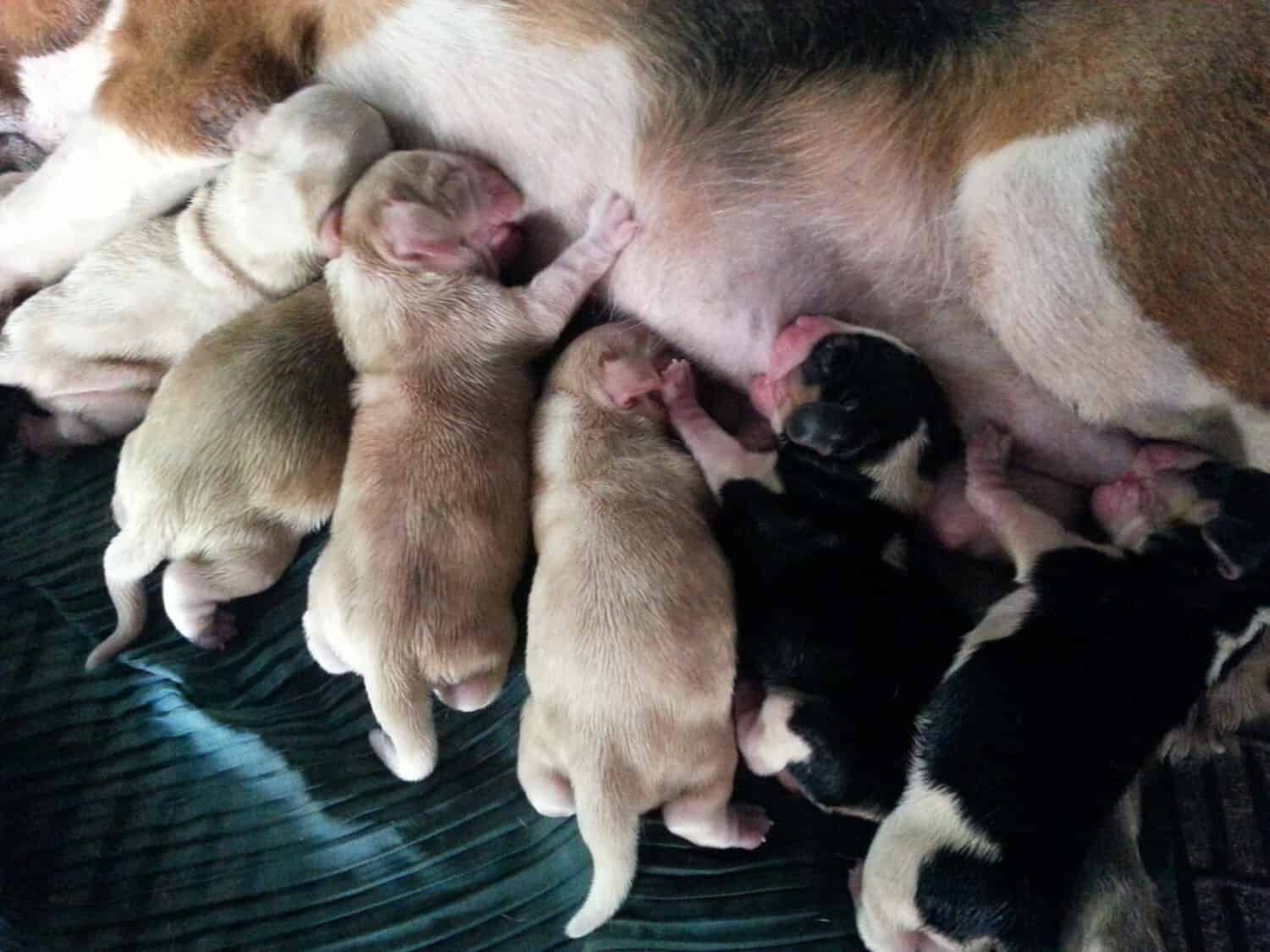 New born beagle puppy 1 first day on the world