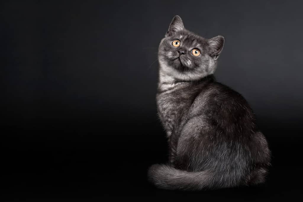 Black smoke british kitten on black background