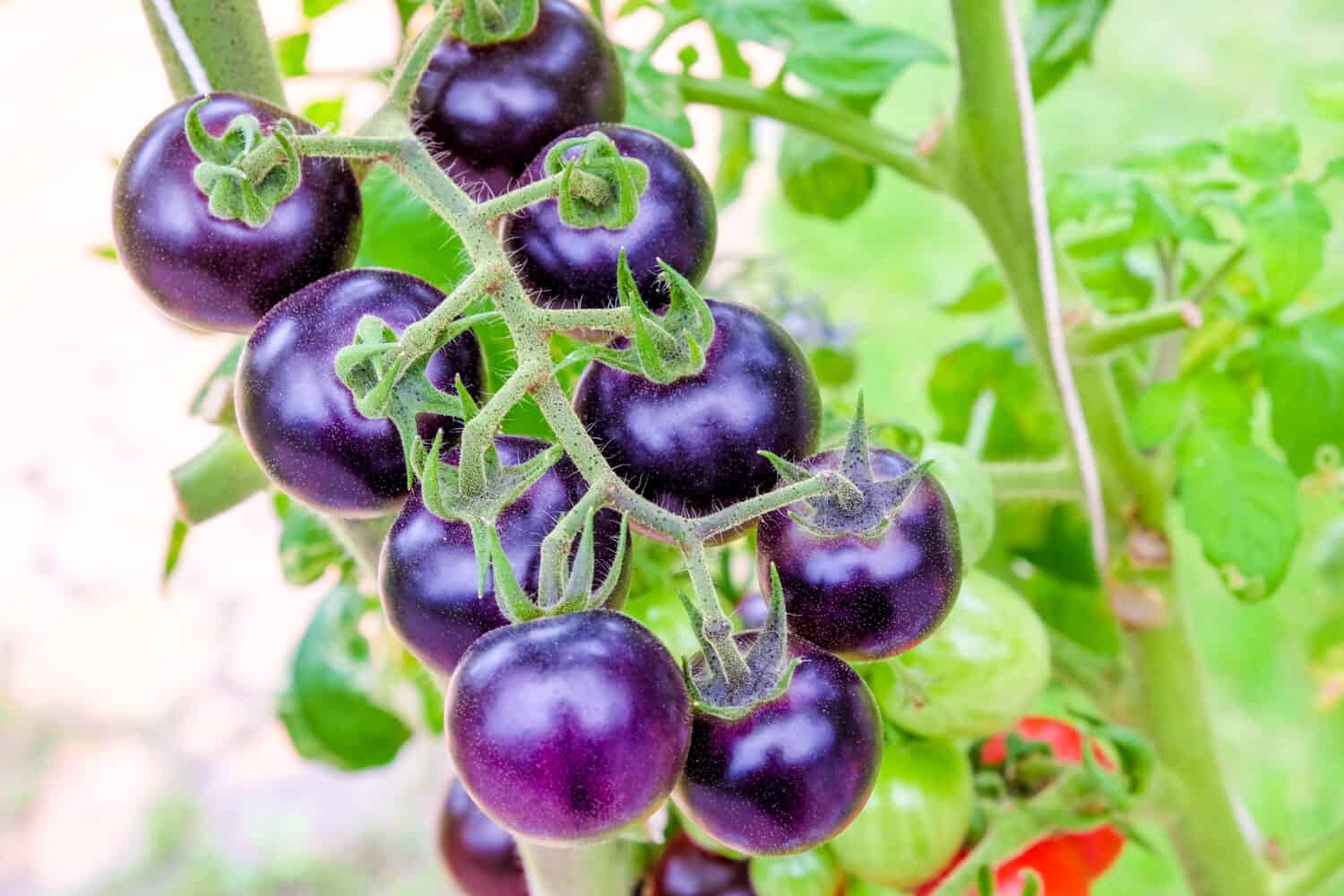 fresh purple heirloom tomatoes on the vine in a garden