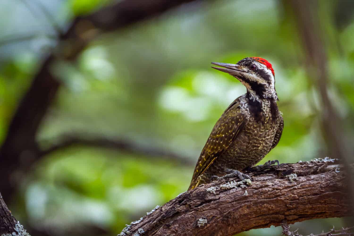 Bearded woodpecker in Kruger national park, South Africa ; Specie Chloropicus namaquus family of Picidae