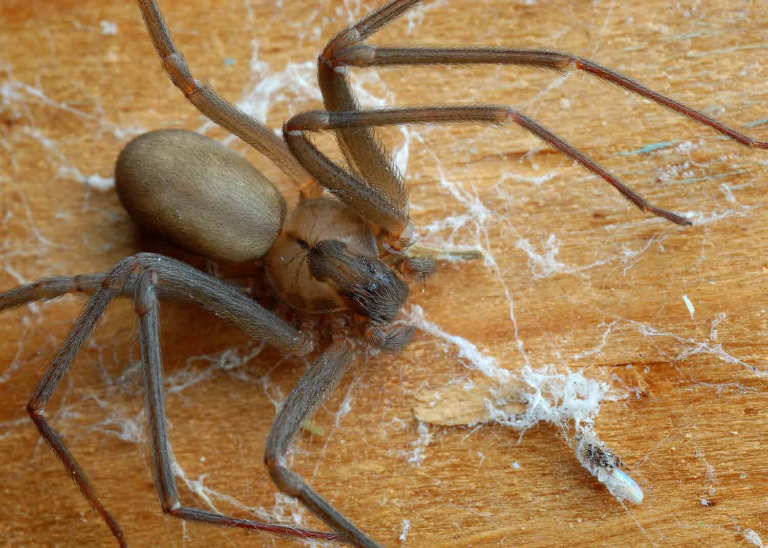 Close-up of a brown recluse spider