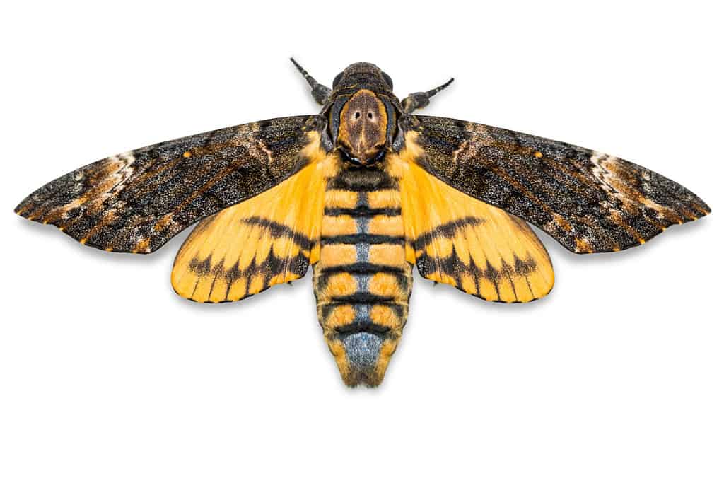 Close up of Lesser Death's Head hawkmoth (Acherontia styx), dorsal view, isolated on white background with clipping path