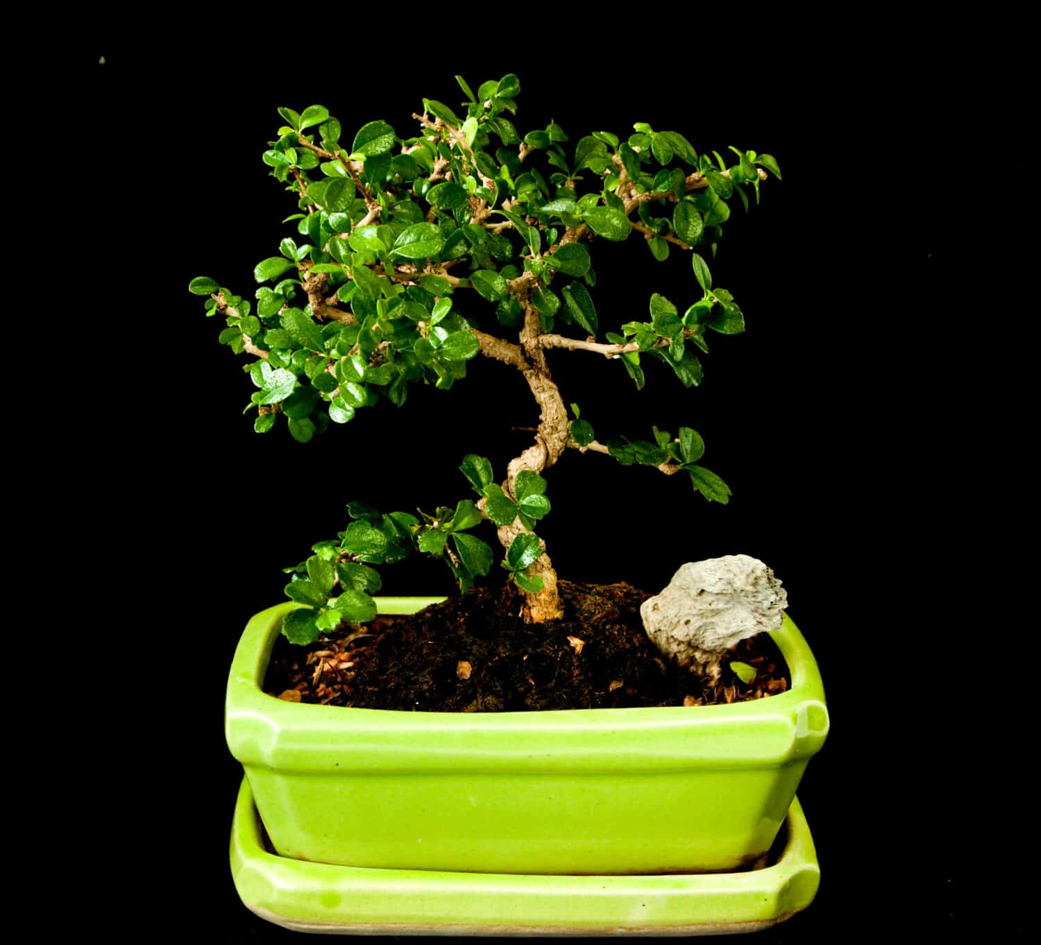 fukien tea plant as japanese bonsai style on black background