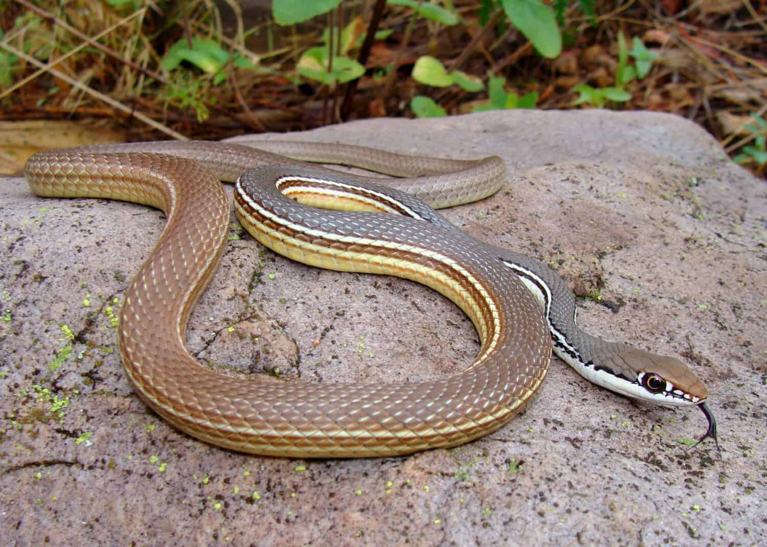 Sonoran Whipsnake, Masticophis bilineatus