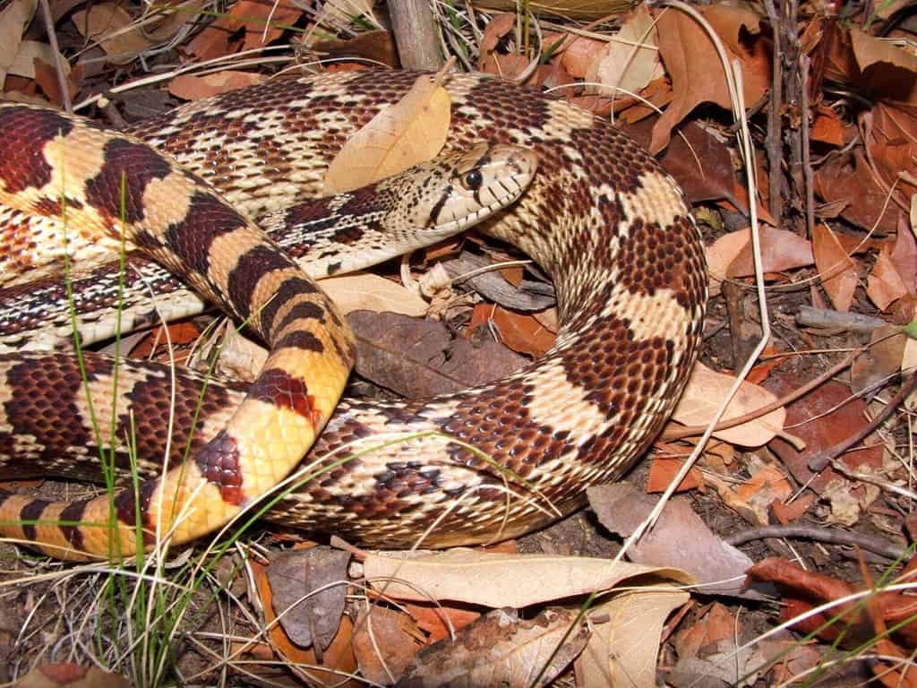Sonoran Gopher Snake, Pituophis catenifer affinis