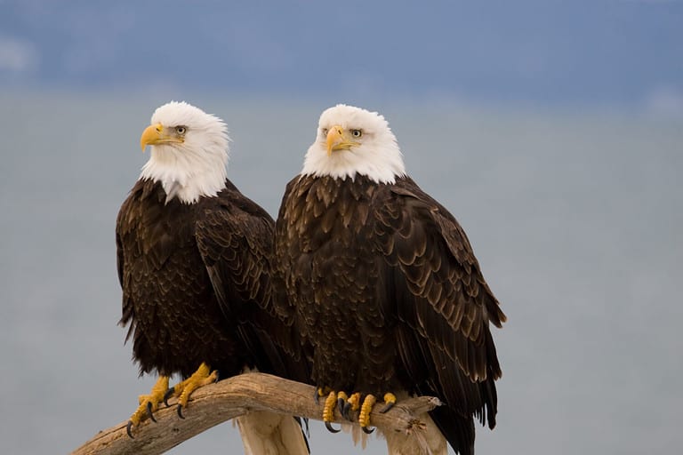 Eagles on a Perch