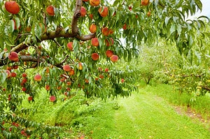 Discover 10 Fruit Trees That Grow In Southern California Picture