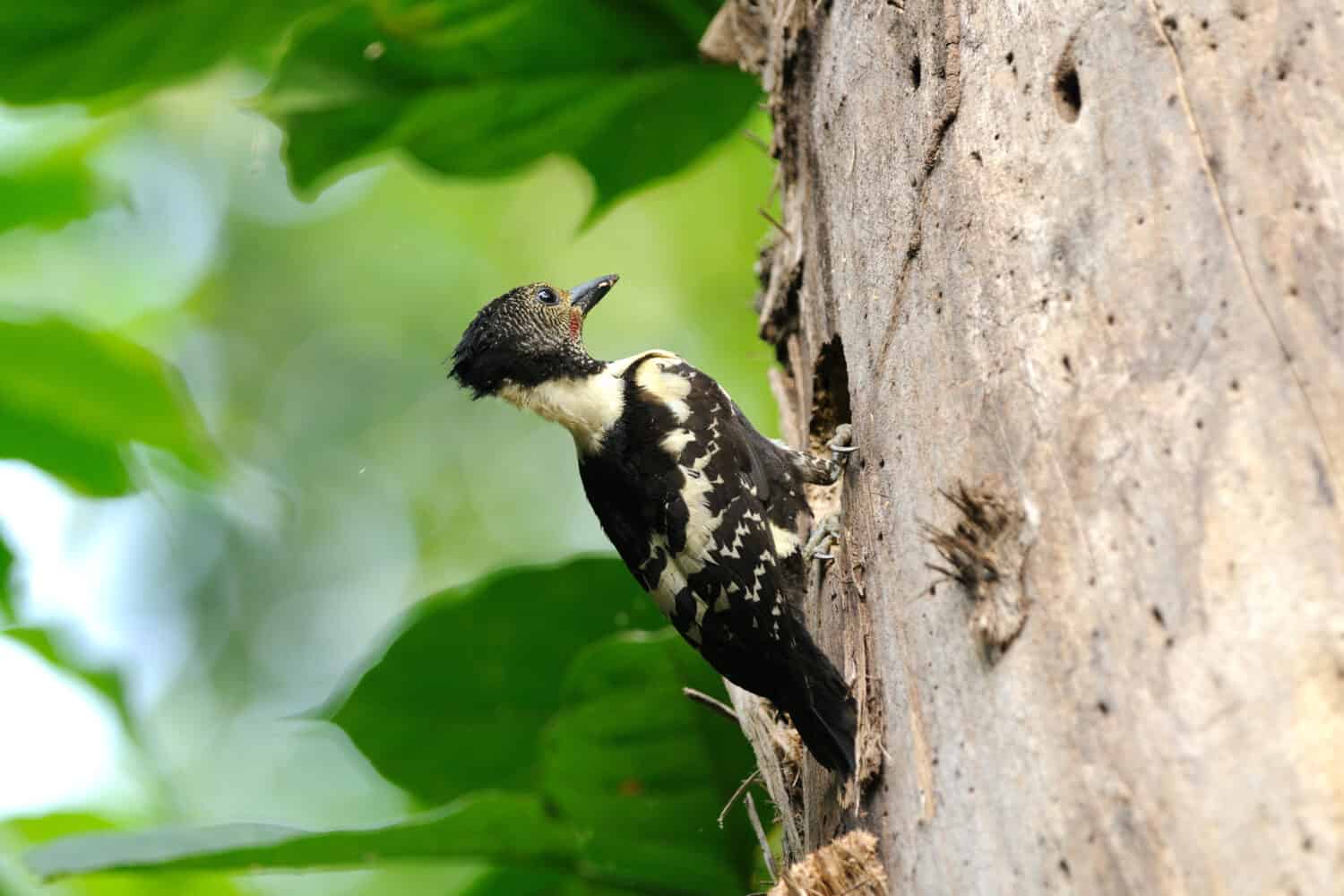Bird (Heart-spotted Woodpecker) , Thailand